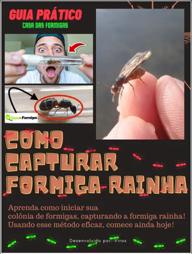 Como Capturar Formiga Rainha (Guia Prático) - EBOOK - Casa das Formigas